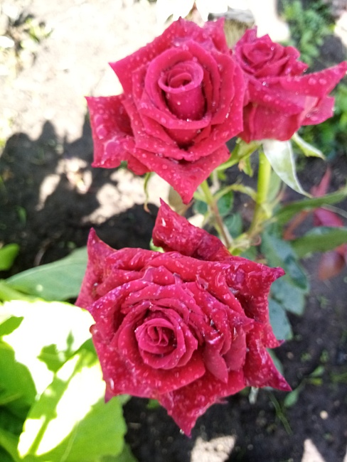Роза чайно-гибридная красная Магия 1 шт